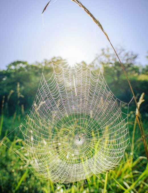 spider web on green grass during daytime