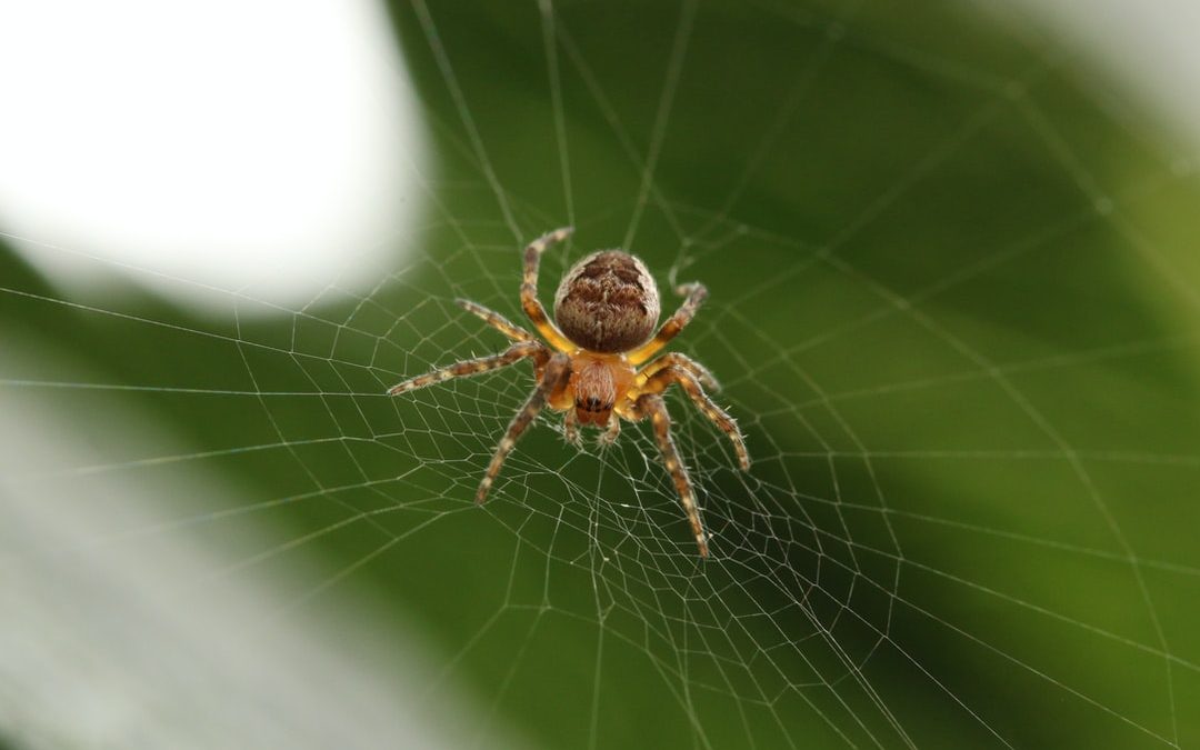 Looking into Web Proxies