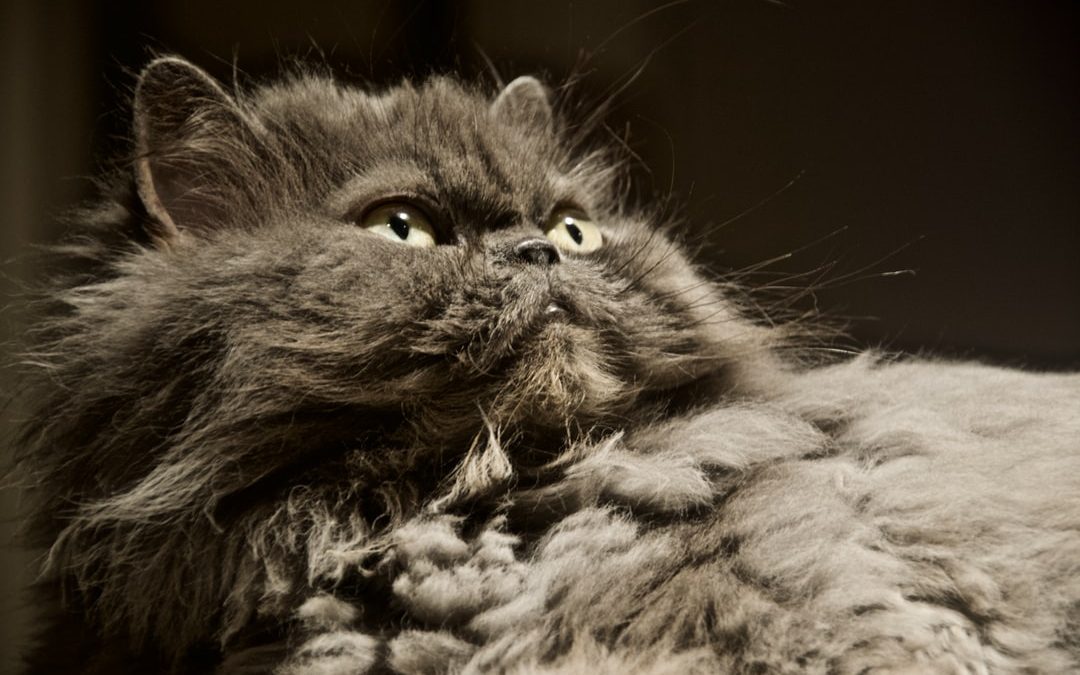 gray and black long fur cat
