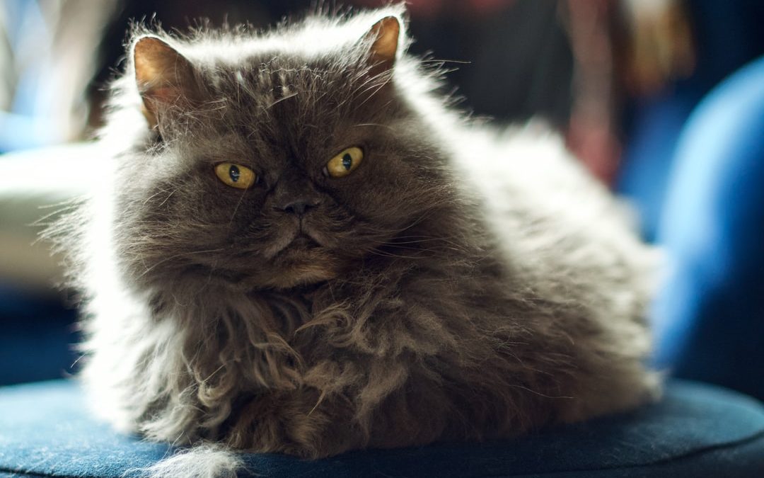 gray and white long fur cat